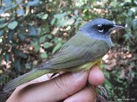 MacGillivray's Warbler - Oporornis tolmiei