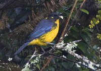 Lacrimose Mountain-Tanager - Anisognathus lacrymosus