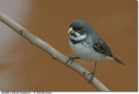 Double-collared Seedeater - Sporophila caerulescens