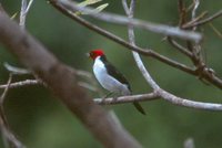 Red-capped Cardinal - Paroaria gularis