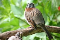 Rufous-collared Sparrow - Zonotrichia capensis