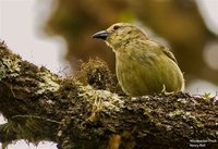 Woodpecker Finch - Camarhynchus pallidus