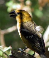 Yellow Grosbeak - Pheucticus chrysopeplus