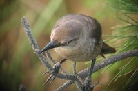 Boat-tailed Grackle - Quiscalus major