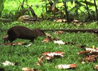 Central American Agouti  