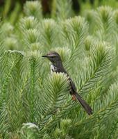 Karoo [Spotted] Prinia (Prinia maculosa) 3