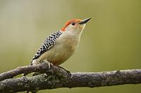 Red Bellied Woodpecker ( Melanerpes carolinus ) , Norwalk , Wisconsin , USA stock photo