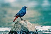 Name：	Plumbeous Water Redstart