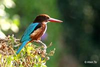 白胸翡翠  	White-throated Kingfisher  	Halcyon smyrnensis