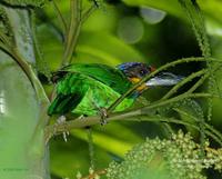 Gold-whiskered Barbet