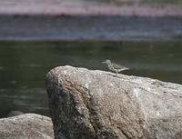 Spotted Sandpiper (Actitis macularius)