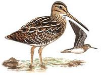 针尾沙锥 - Gallinago stenura - Pintail Snipe