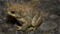 : Bufo punctatus; Red-spotted Toad