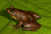 : Phrynobatrachus krefftii; Krefft's Puddle Frog