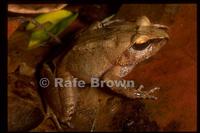 : Platymantis corrugatus; Rough-Backed Forest Frog