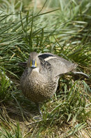 : Anas georgica; South Georgia Pintail