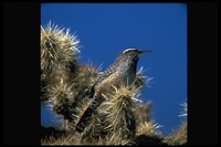 : Campylorhynchus brunneicapillus; Cactus Wren