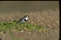 : Charadrius falklandicus; Falkland Island Two Banded Plover