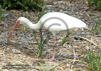 : Eudocimus albus; White Ibis