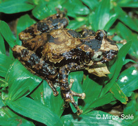 : Scinax catharinae