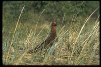 : Lagopus lagopus; Willow Ptarmigan