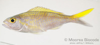 : Pristipomoides auricilla