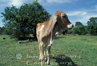 : Bos indicus; Brahman Cow