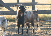 : Capra hircus; Domesticated Goat
