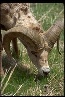 : Ovis canadensis; Bighorn Sheep