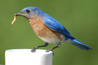 : Sialia sialis; Eastern Bluebird