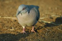 : Streptopelia decipiens; African Mourning Dove