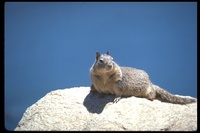 : Spermophilus beecheyi; California Ground Squirrel