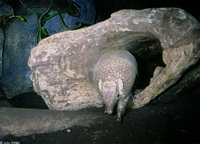 : Tolypeutes matacus; La Plata Three-banded Armadillo