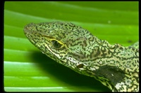 : Anolis aequatorialis; Anole