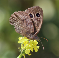 : Cercyonis pegala ssp. boopis; Ox-eyed Satyr