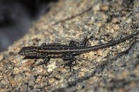 : Urosaurus microscutulatus