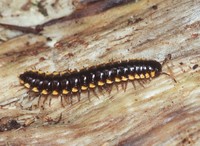 : Chonaphe armata; Millipede
