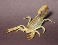 : Hadrurus arizonensis; Giant Hairy Scorpion