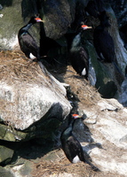 Red-faced Cormorants. Photo by Rick Taylor. Copyright Borderland Tours. All rights reserved.