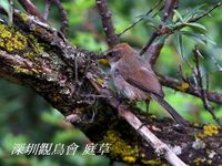 Leptopoecile sophiae White-browned Tit Warbler 花彩雀鶯 096-070