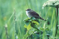 Locustella ochotensis