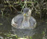 논병아리 Winter Plumage of Little ...