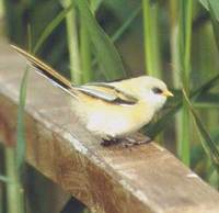 Bearded Parrotbill