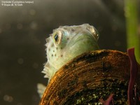 Stenbider (Cyclopterus lumpus) Foto/billede af