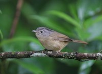 メジロチメドリ Grey-cheeked Fulvetta Alcippe morrisonia