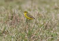 Yellow Wagtail (Motacilla flava)