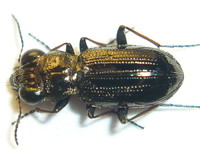 Notiophilus palustris