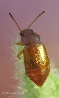 Eusphalerum rectangulum