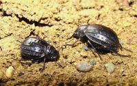 Pimelia granulicollis