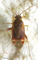 Psallus haematodes